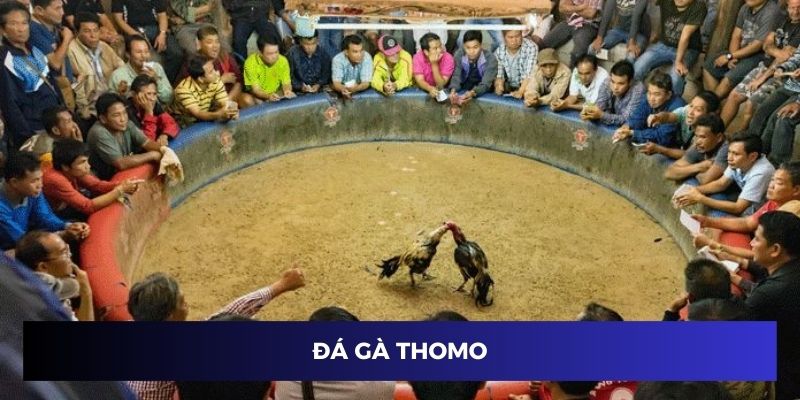Đá gà thomo