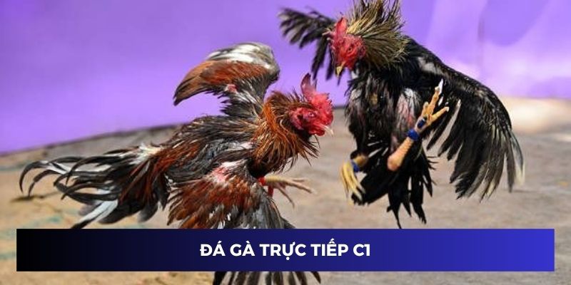 Đá gà trực tiếp C1
