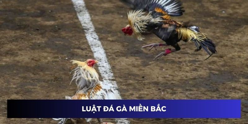 Luật đá gà miền bắc