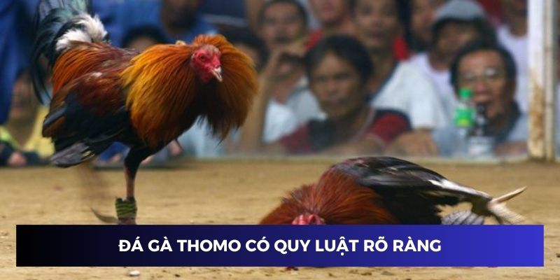 Đá gà Thomo có quy luật rõ ràng