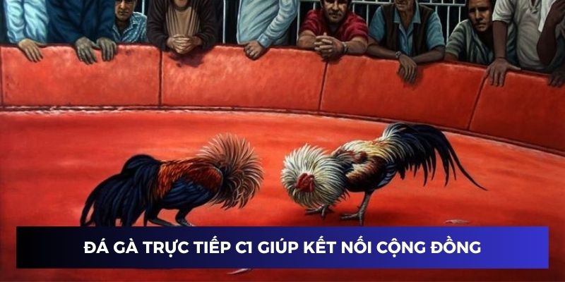 Đá gà trực tiếp C1 ngày càng thu hút đông đảo mọi người