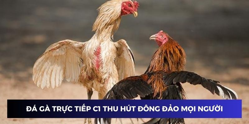 Đá gà trực tiếp C1 giúp kết nối cộng đồng người chơi