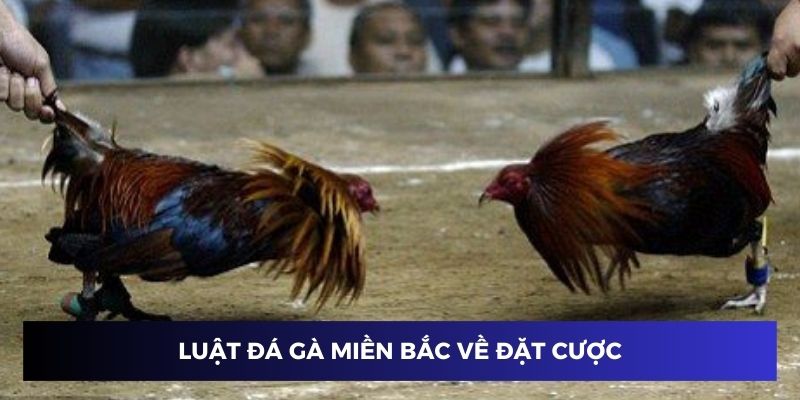 Luật đá gà miền Bắc về đặt cược cụ thể