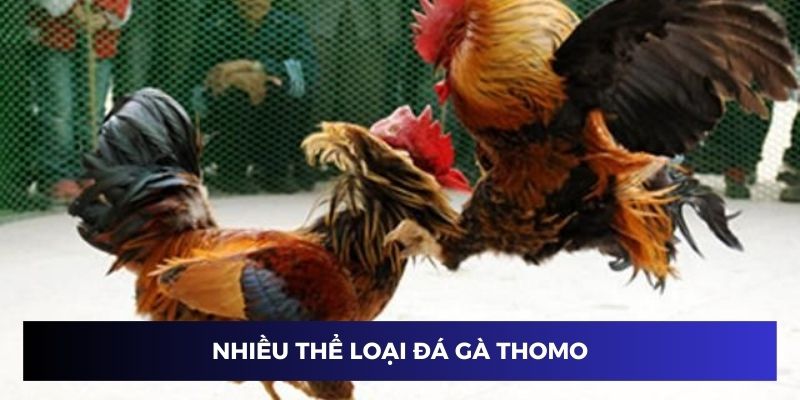 Nhiều thể loại đá gà Thomo