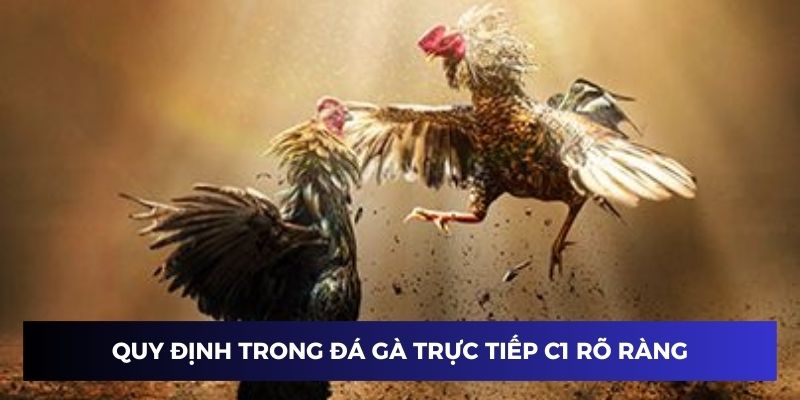 Quy định trong đá gà trực tiếp C1 đảm bảo rõ ràng