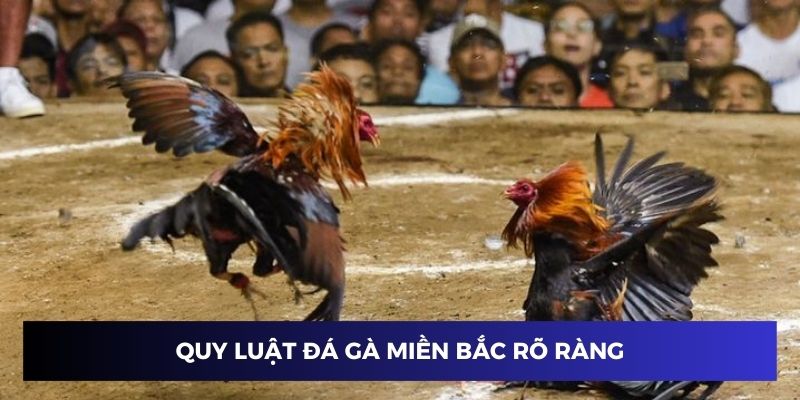 Quy luật đá gà miền Bắc rất rõ ràng