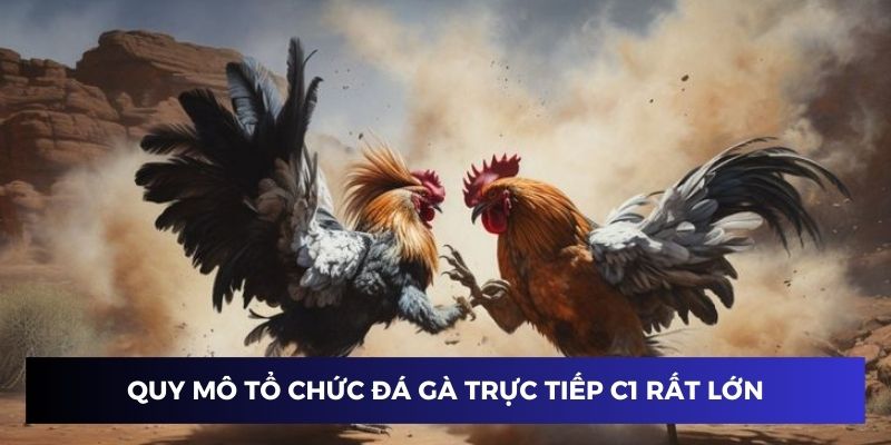 Quy mô tổ chức đá gà trực tiếp C1 rất khủng