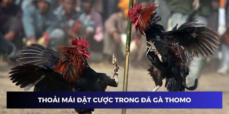 Thoải mái đặt cược trong đá gà Thomo